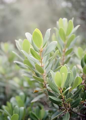 Green Leaves on a Branch