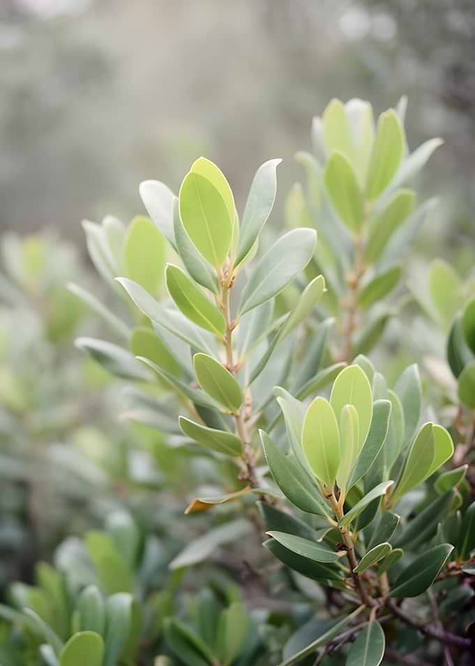 Green Leaves on a Branch