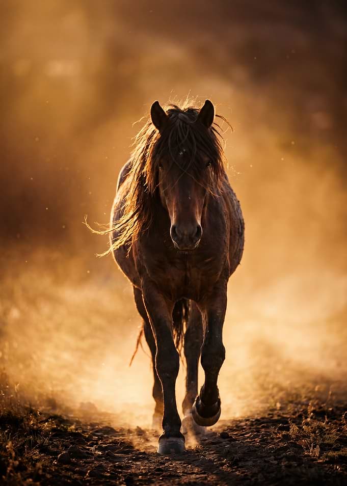 Majestic Horse Running in Golden Light
