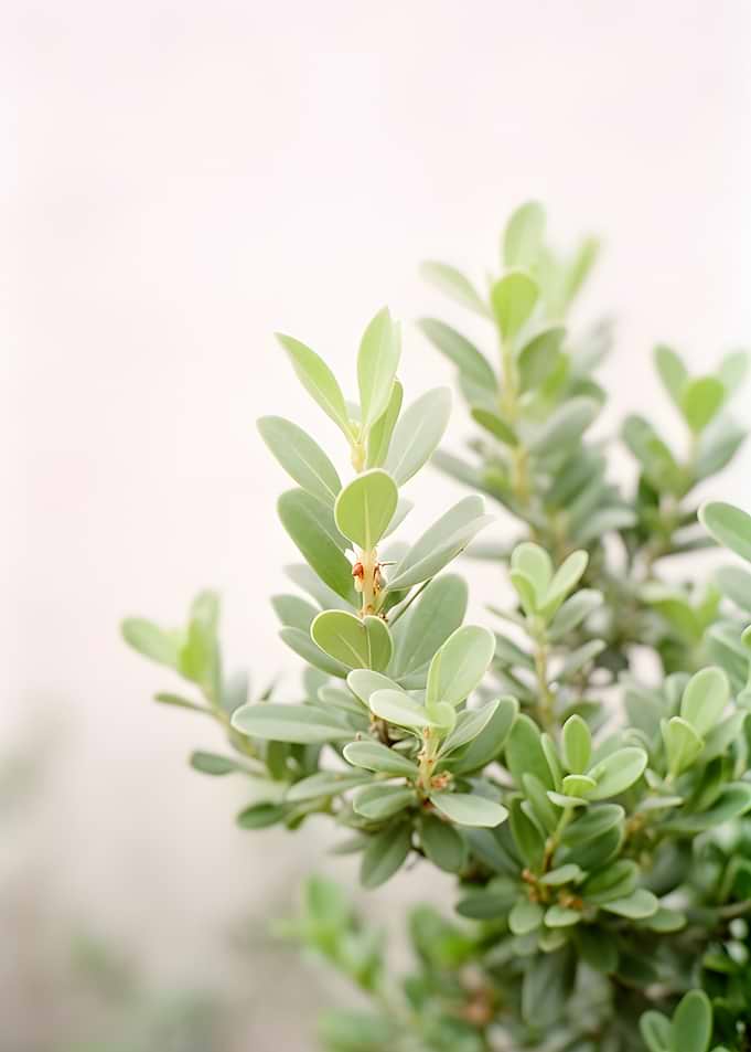Green Leaves on a Branch