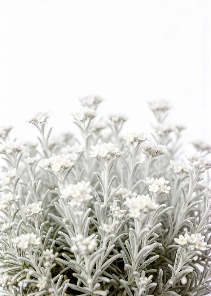 Delicate White Flowers on White Background