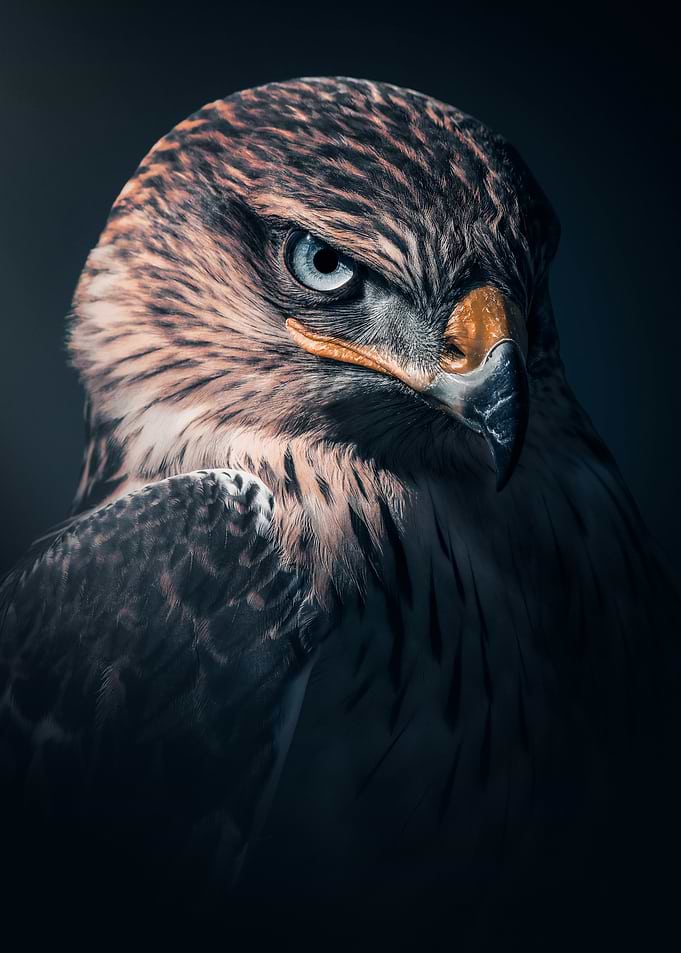 Close-up of a Fierce Hawk's Eye