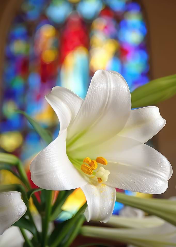White Lily in Front of Stained Glass