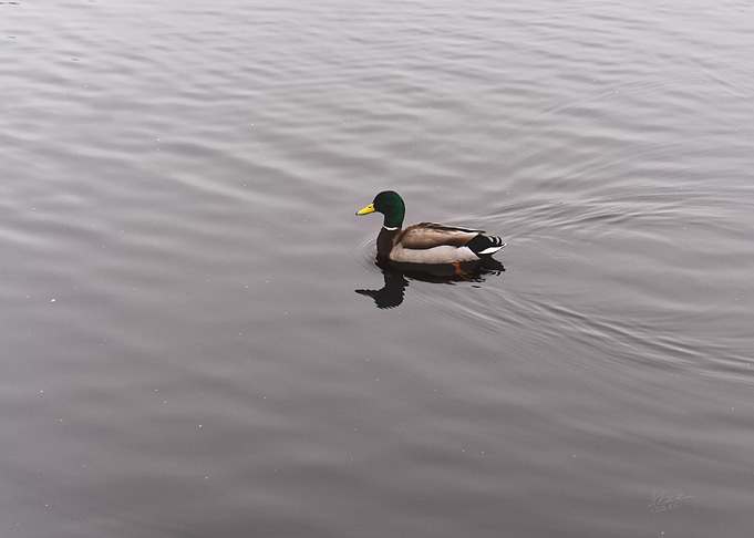 Male Mallard Duck Swimming