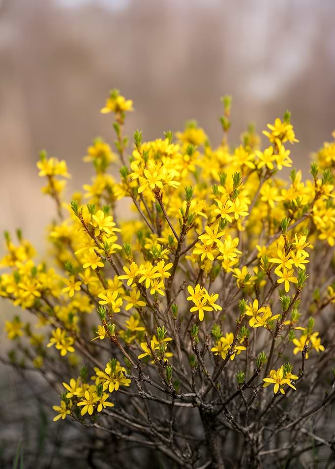 Vibrant Yellow Flowers in Bloom
