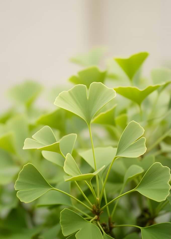 Ginkgo Leaves Close-up