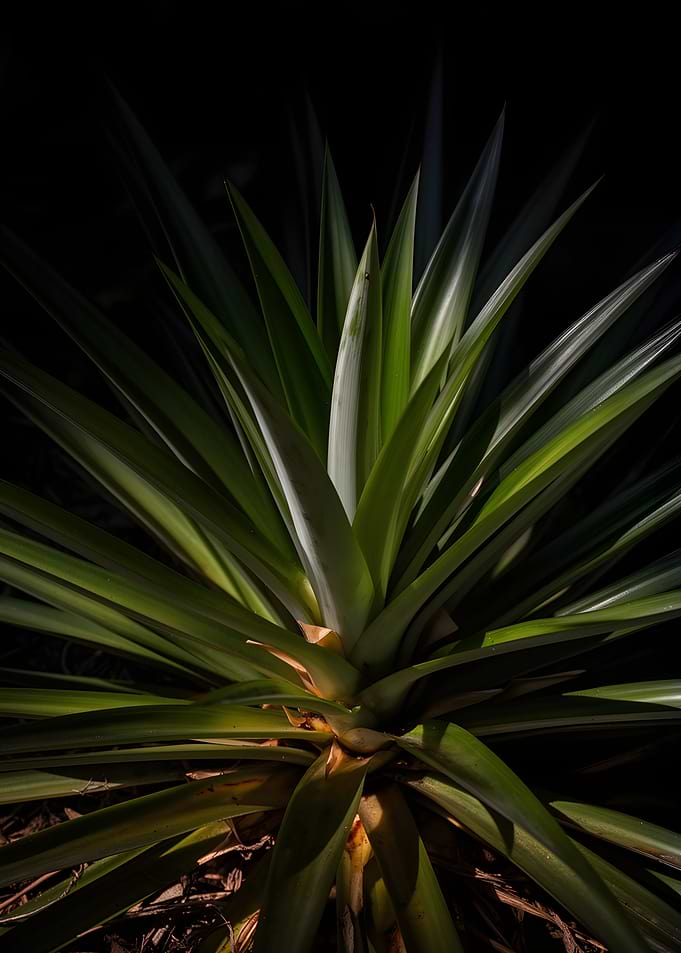 Pineapple Plant Leaves
