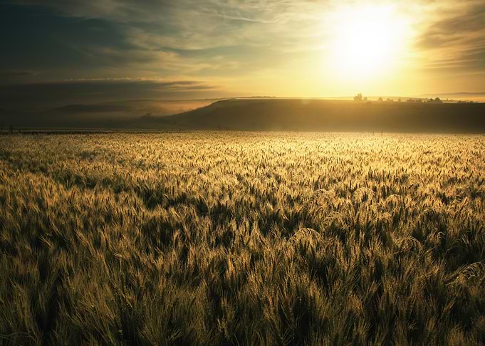 Golden Wheat Field at Sunrise