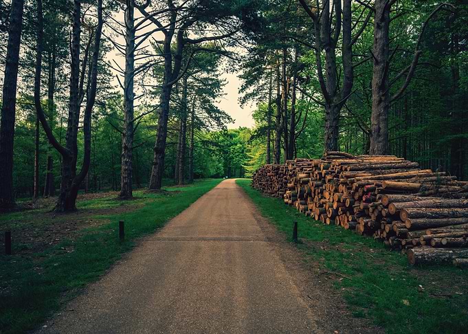 Forest Road with Stacked Logs