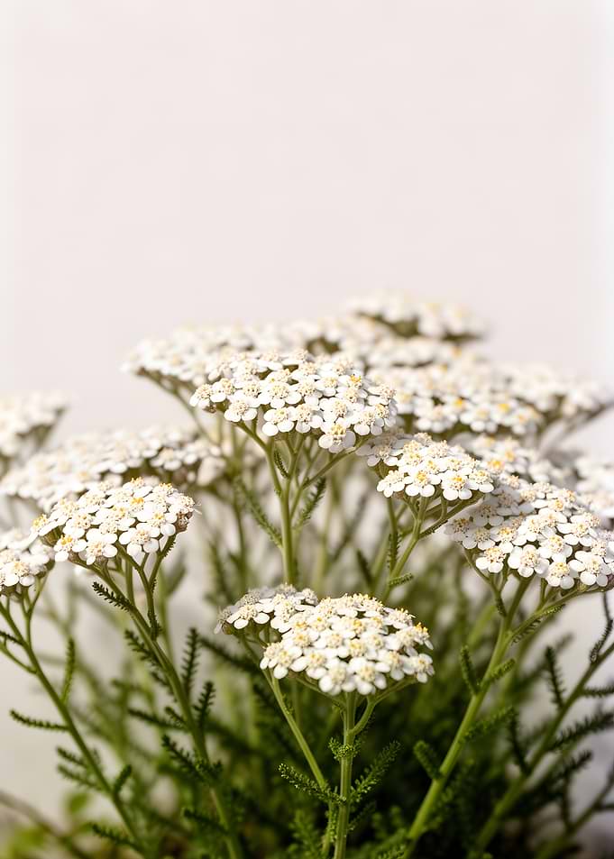 White Yarrow Flowers