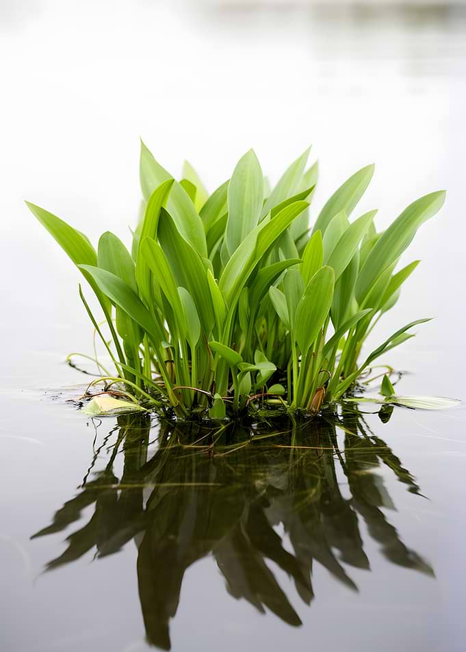 Aquatic Plant Reflection