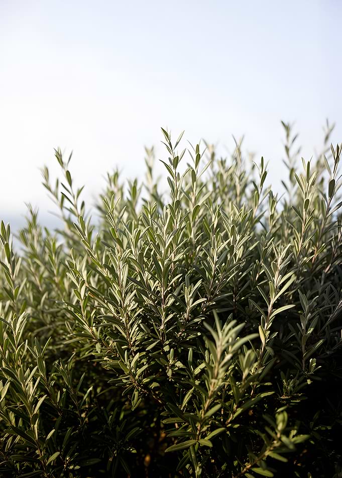 Green Bush Against Sky