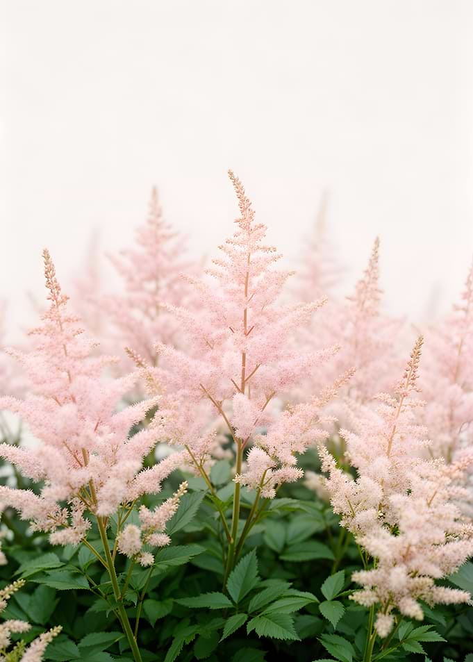 Soft Pink Astilbe Flowers