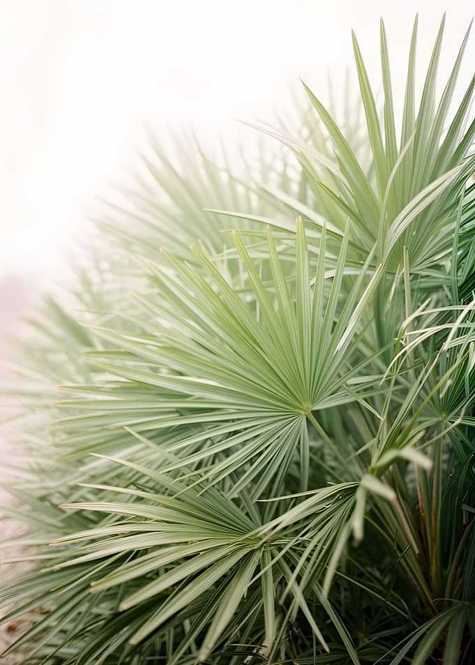 Close-up of Palm Fronds