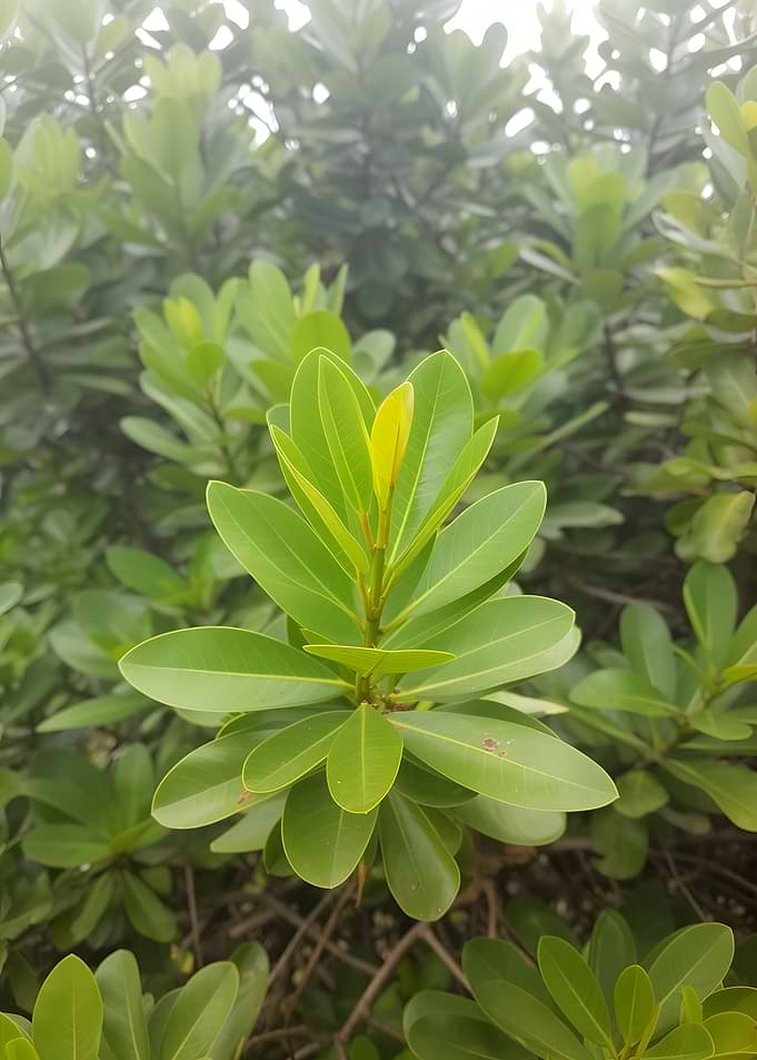 Vibrant Green Leaves on a Bush