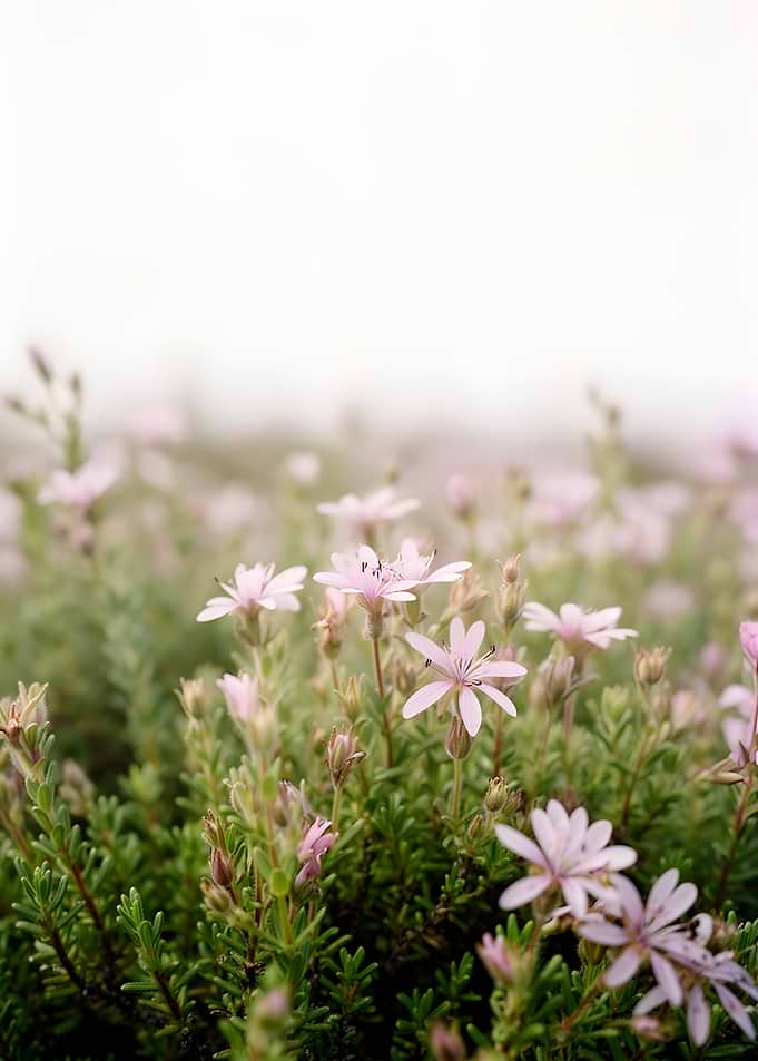 Delicate Pink Wildflowers in Soft Focus