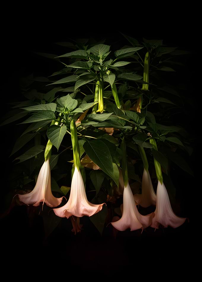 Angel's Trumpet Flowers
