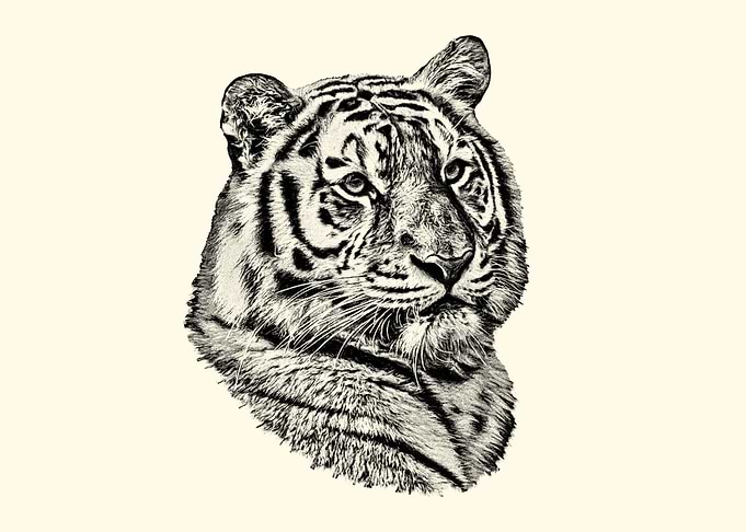 Tiger Portrait Sketch