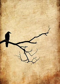 Silhouette of a crow on a branch
