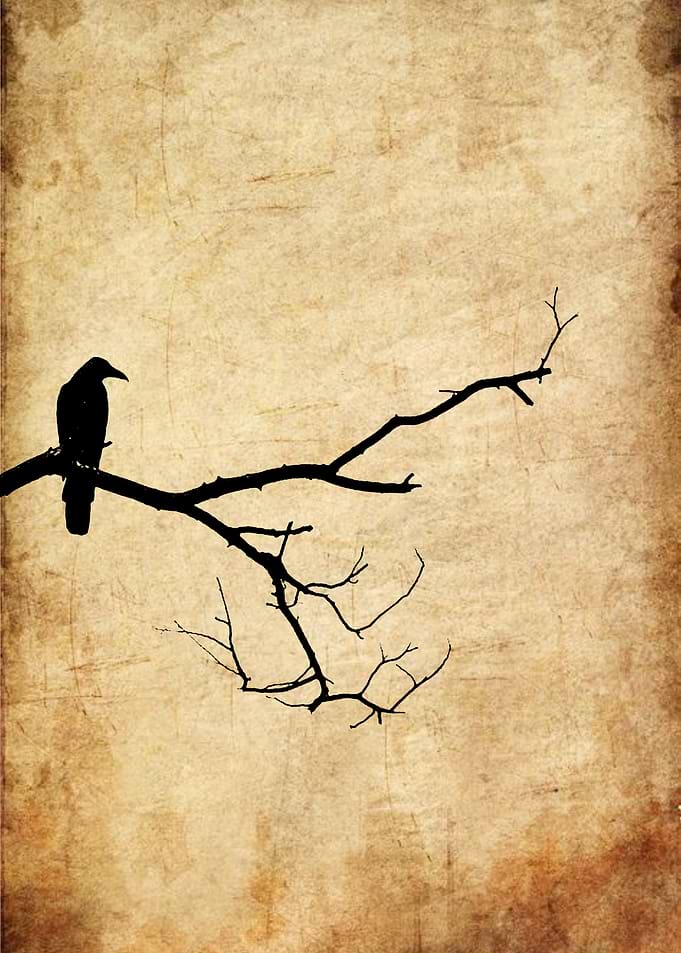 Silhouette of a crow on a branch