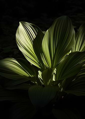 Sunlit Green Leaves in Shadow