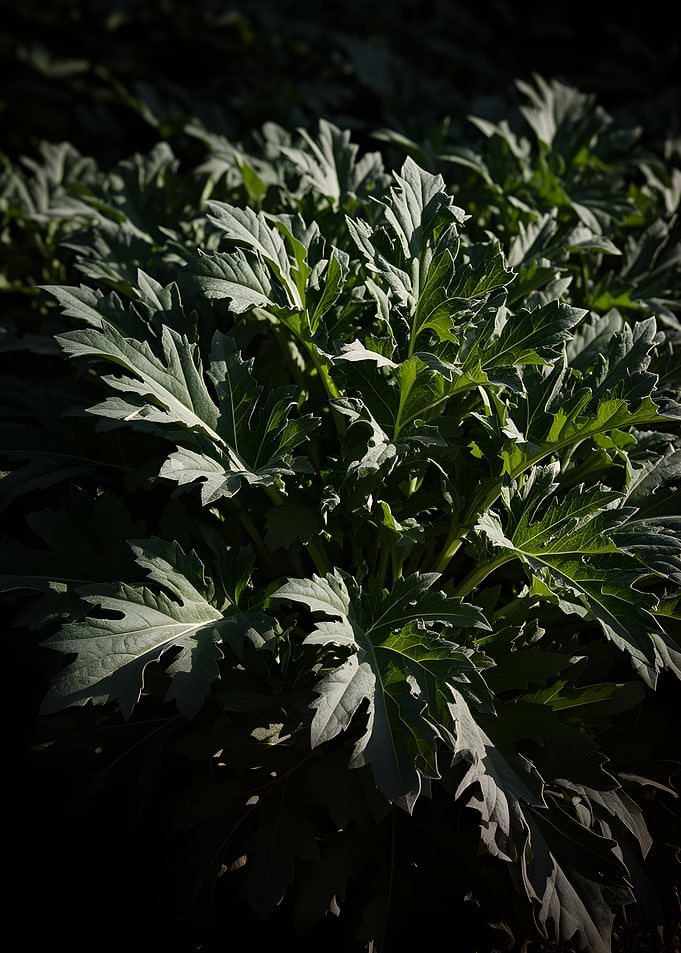 Lush Green Foliage in Sunlight