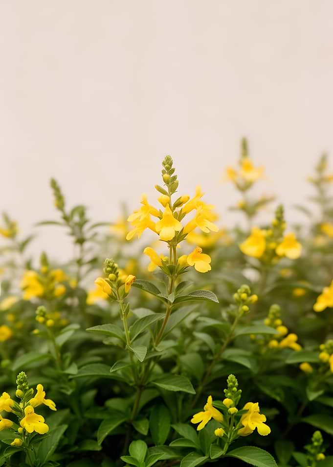Yellow Flowers in Bloom