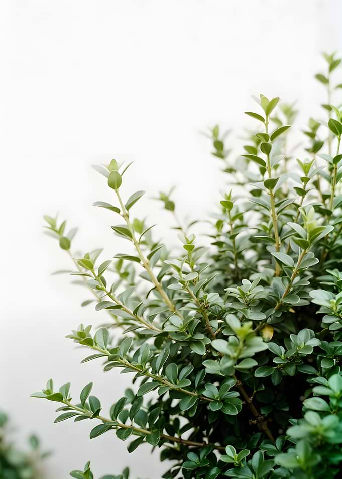 Green Boxwood Bush