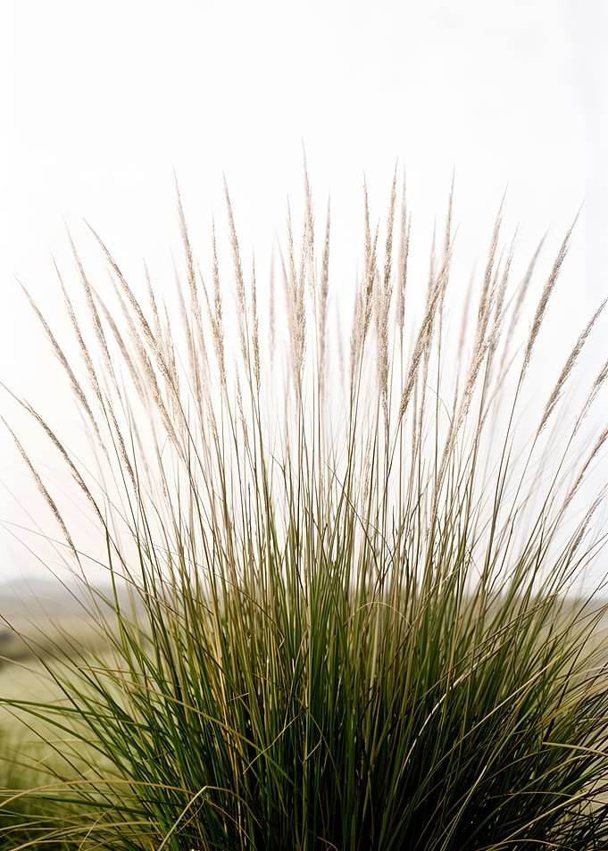 Tall Grass with Seed Heads