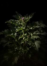 Thistle Plant with Purple Flower