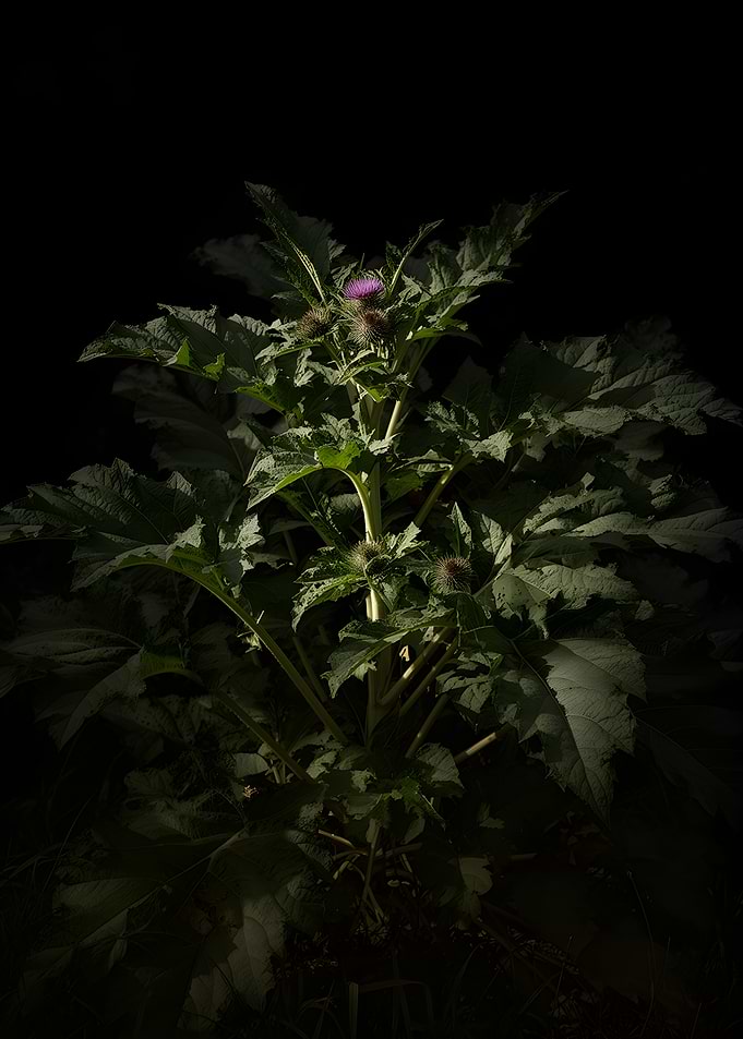 Thistle Plant with Purple Flower