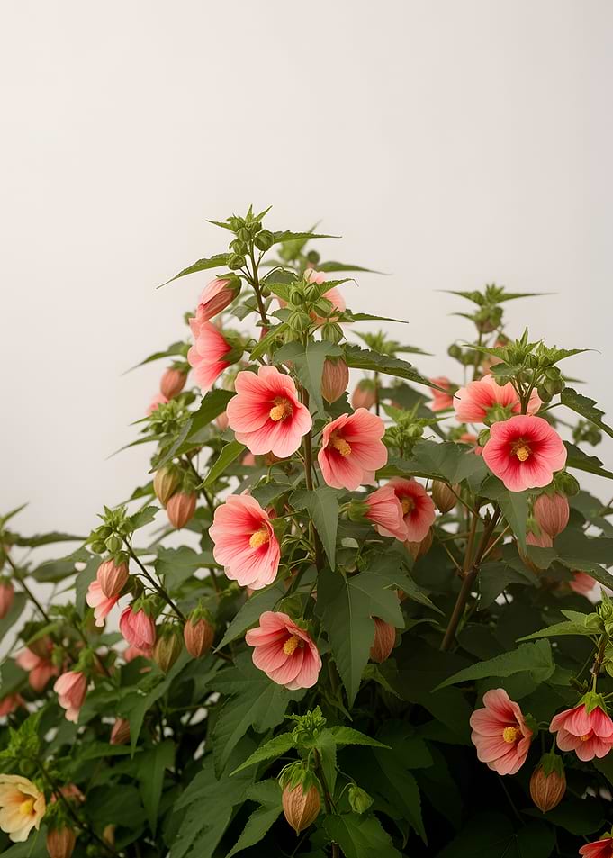Pink Abutilon Flowers and Buds