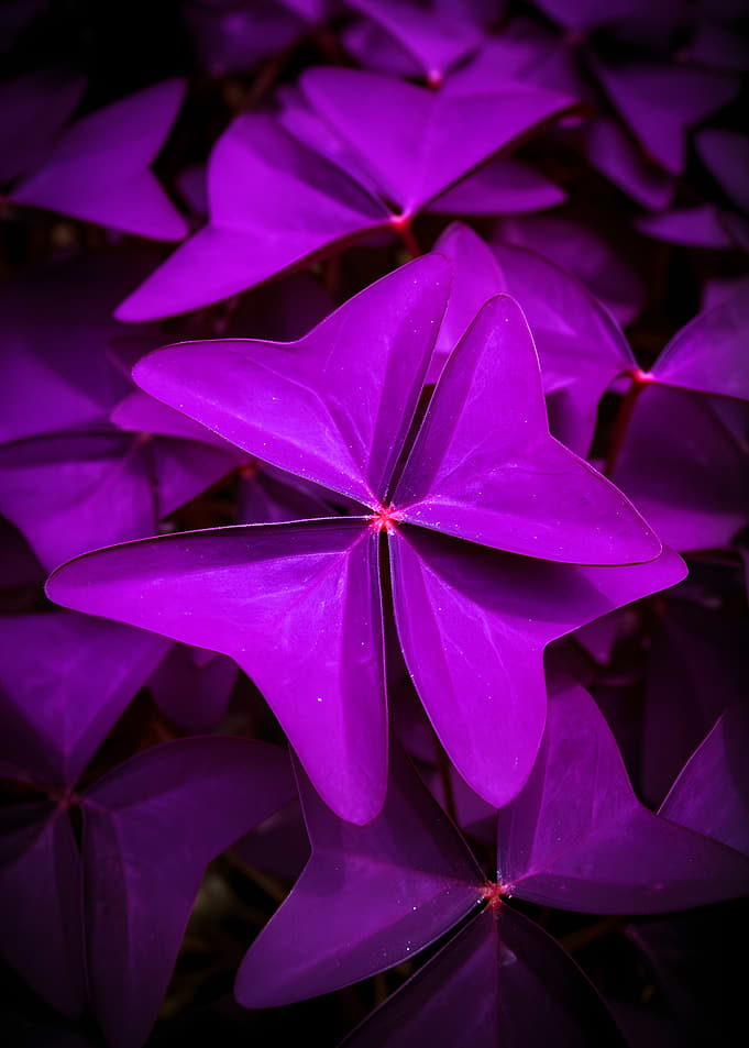 Vibrant Purple Shamrock Leaves