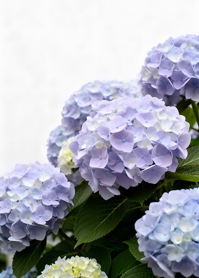 Blue and Purple Hydrangeas