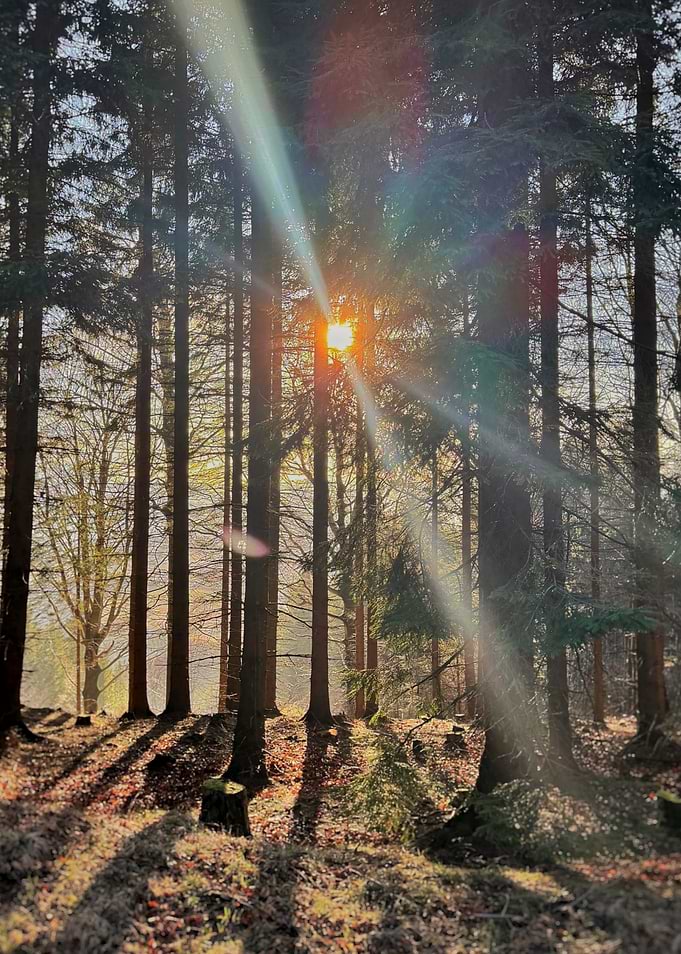 Sunbeams through a forest