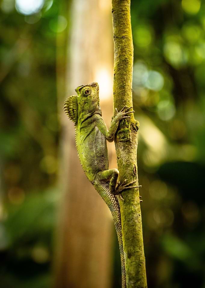 Green Lizard on a Tree Branch