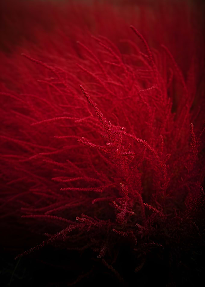 Vibrant Red Astilbe Flowers
