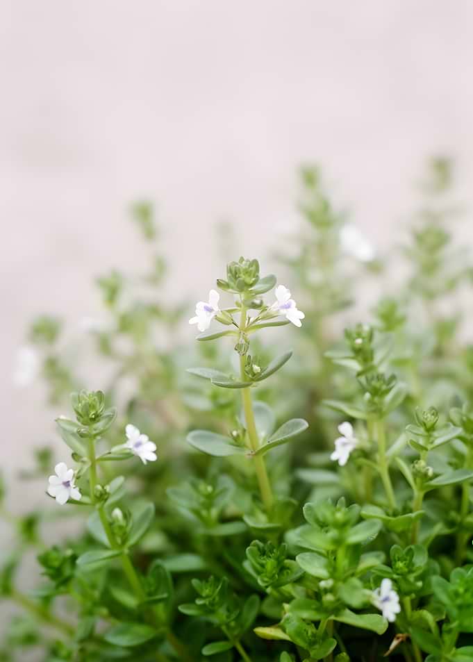Tiny white flowers on green stems