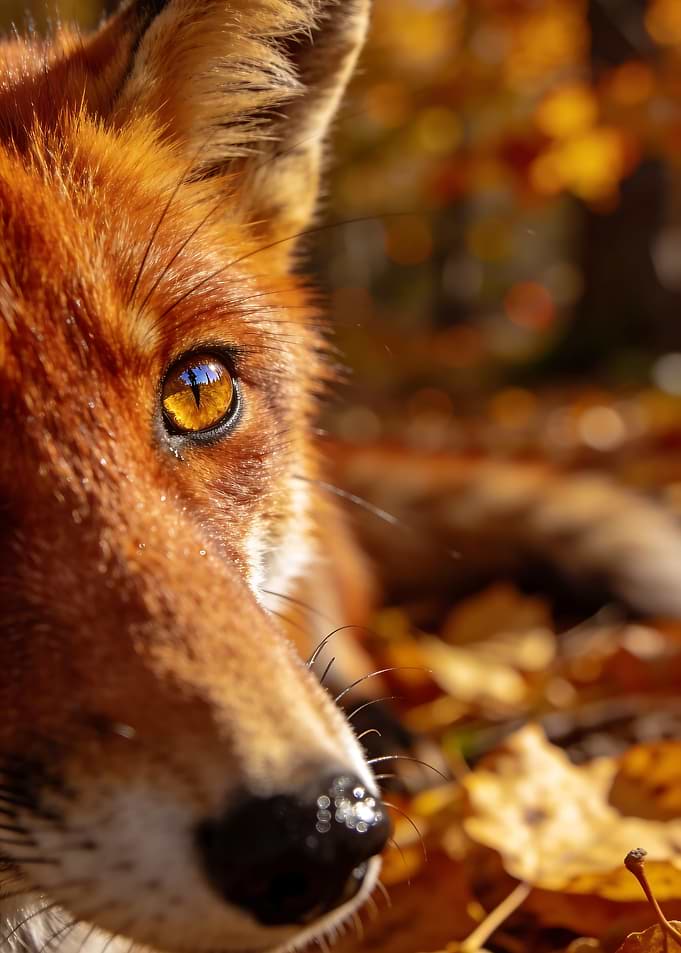 Soul of the Forest