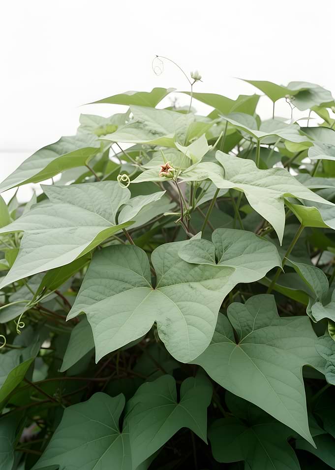 Green Vine with Small Flower