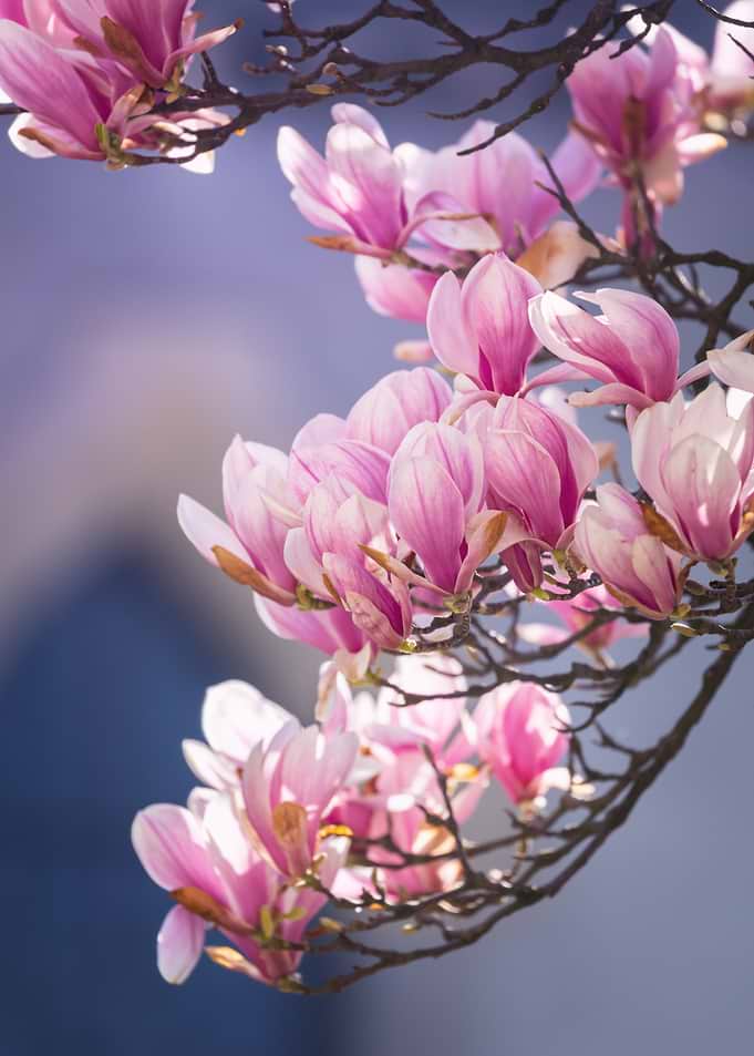 Pink Magnolia Blossoms on Branches