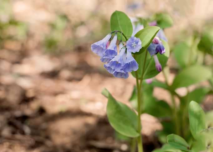Bluebell Flowers in Bloom