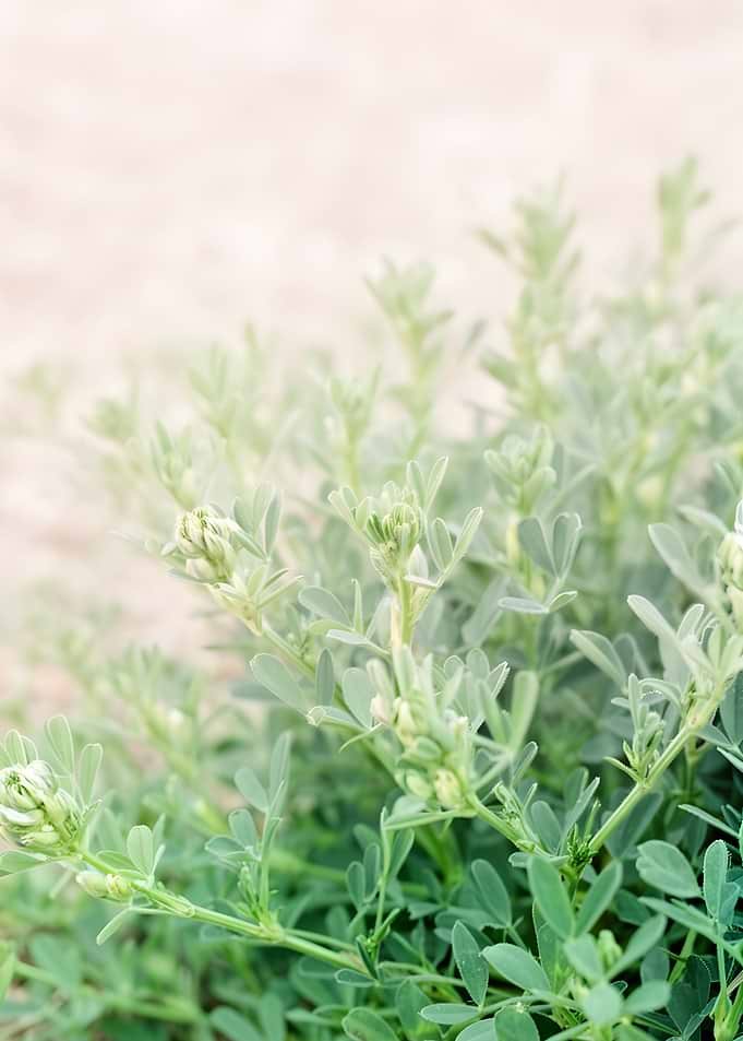 Green Plant with Buds