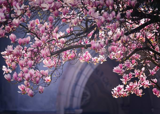 Magnolia Blossoms in Bloom