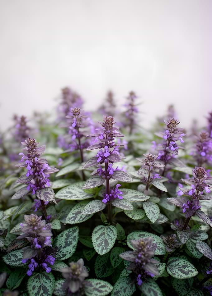 Purple Flowers and Green Leaves