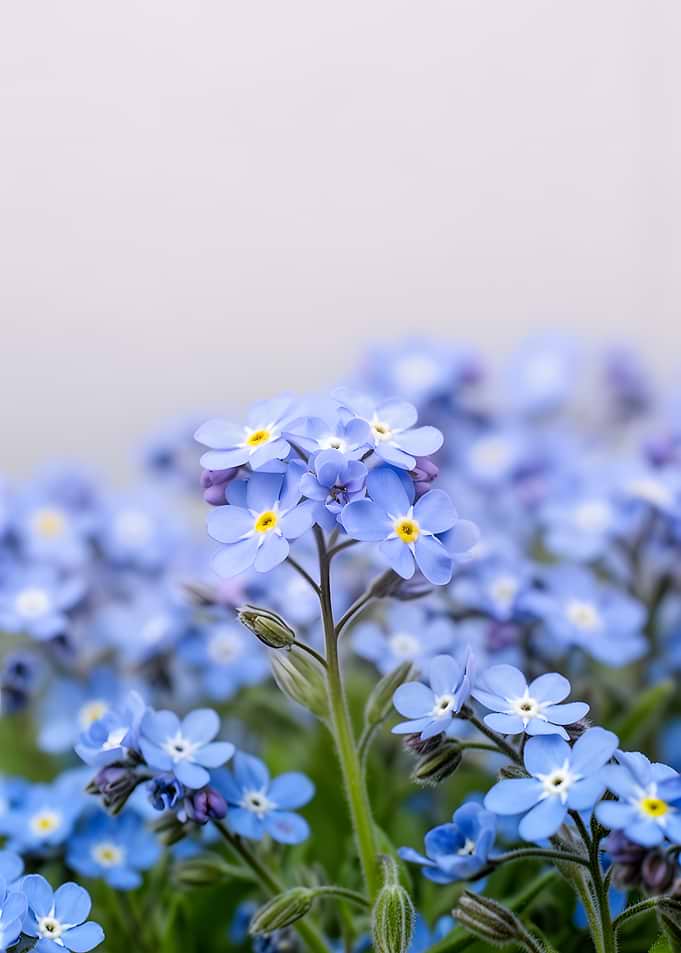 Delicate Blue Forget-Me-Nots