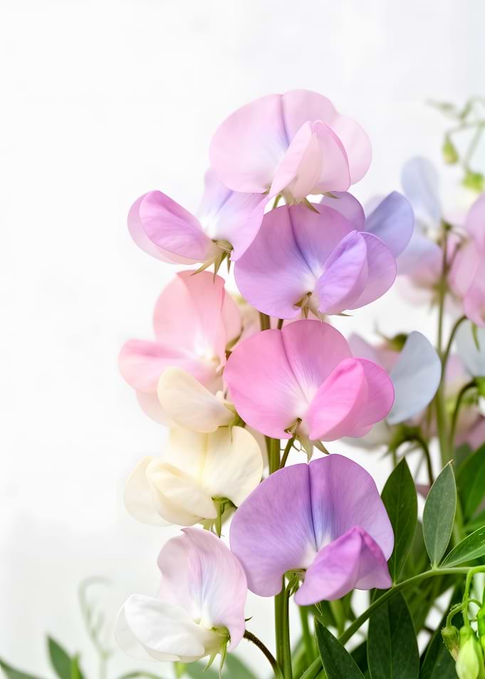 Sweet Pea Flowers