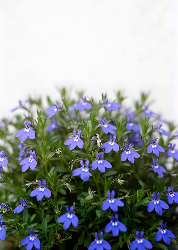 Blue Lobelia Flowers