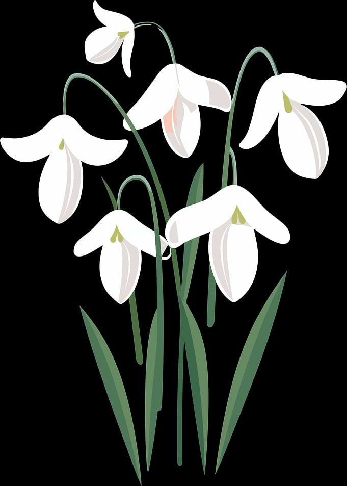 White Snowdrops with Green Stems