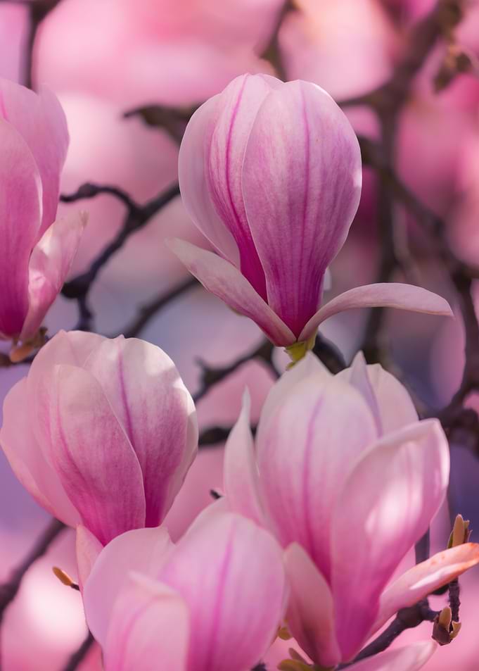 Pink Magnolia Blossoms